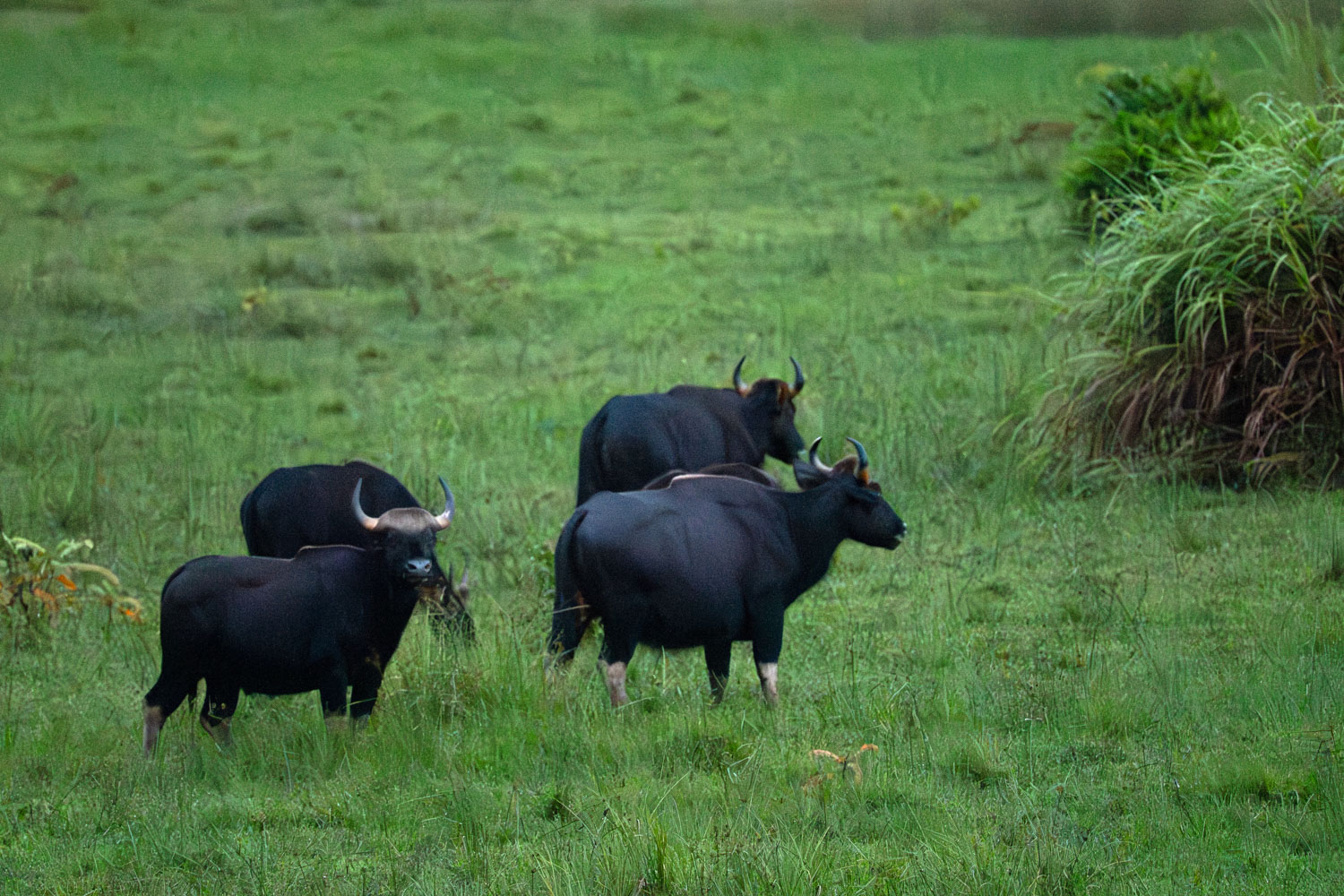 A herd of wild gaurs grazing in the lush green grassland